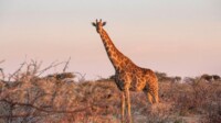 AIDA Transafrika Kreuzfahrt Südafrika & Namibia
