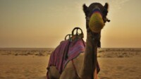 AIDA Orient Kreuzfahrt  Dubai & Arabische Emirate
