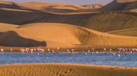 Transarabien mit AIDA Cruises Europa bis Dubai